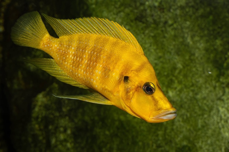 Altolamprologus compressiceps 'Rubumba'